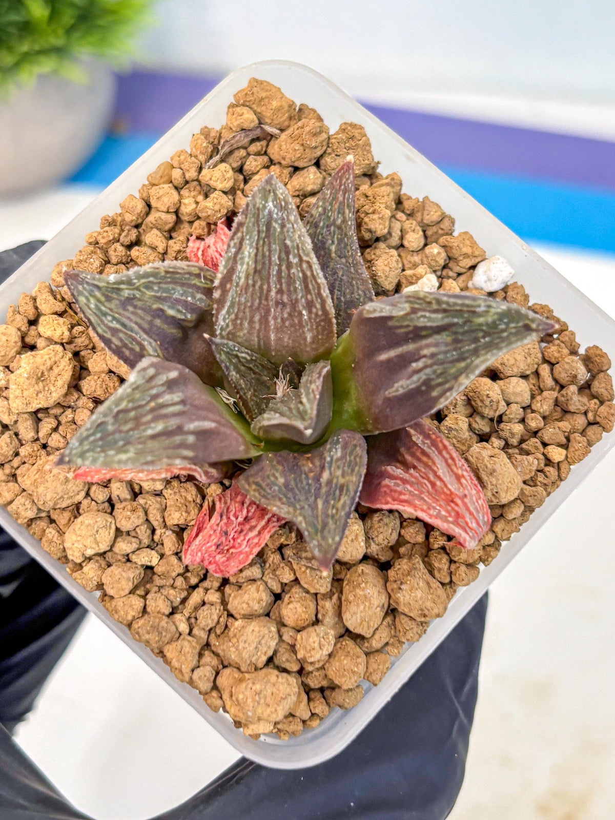 Haworthia Splendens x Wimii (wa8) (gg) | Easy Care Succulent