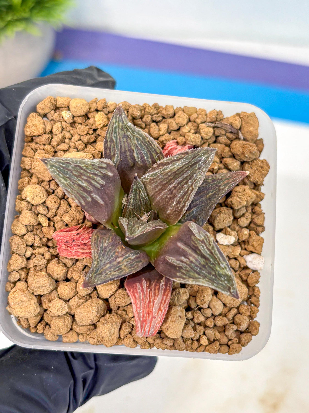 Haworthia Splendens x Wimii (wa8) (gg) | Easy Care Succulent