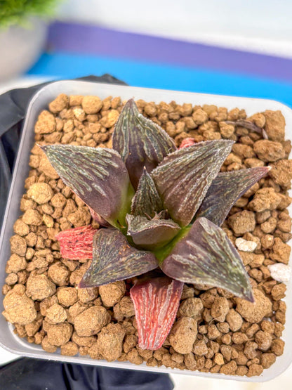 Haworthia Splendens x Wimii (wa8) (gg) | Easy Care Succulent