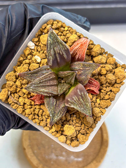 Haworthia Splendens x Wimii (wa8) (gg) | Easy Care Succulent