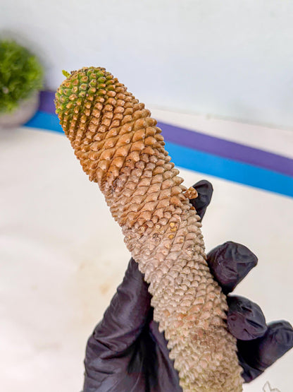 Euphorb Kaimagyoku/ Hypogaea (rr) | Rare Plant