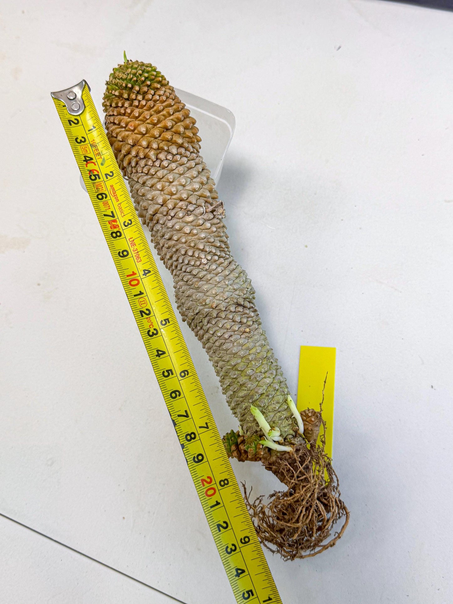 Euphorb Kaimagyoku/ Hypogaea (yy) | Rare Plant