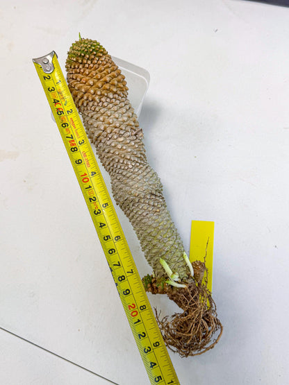 Euphorb Kaimagyoku/ Hypogaea (yy) | Rare Plant