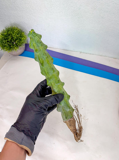 Boobie Cactus (yy) | Myrtillocactus geometrizans