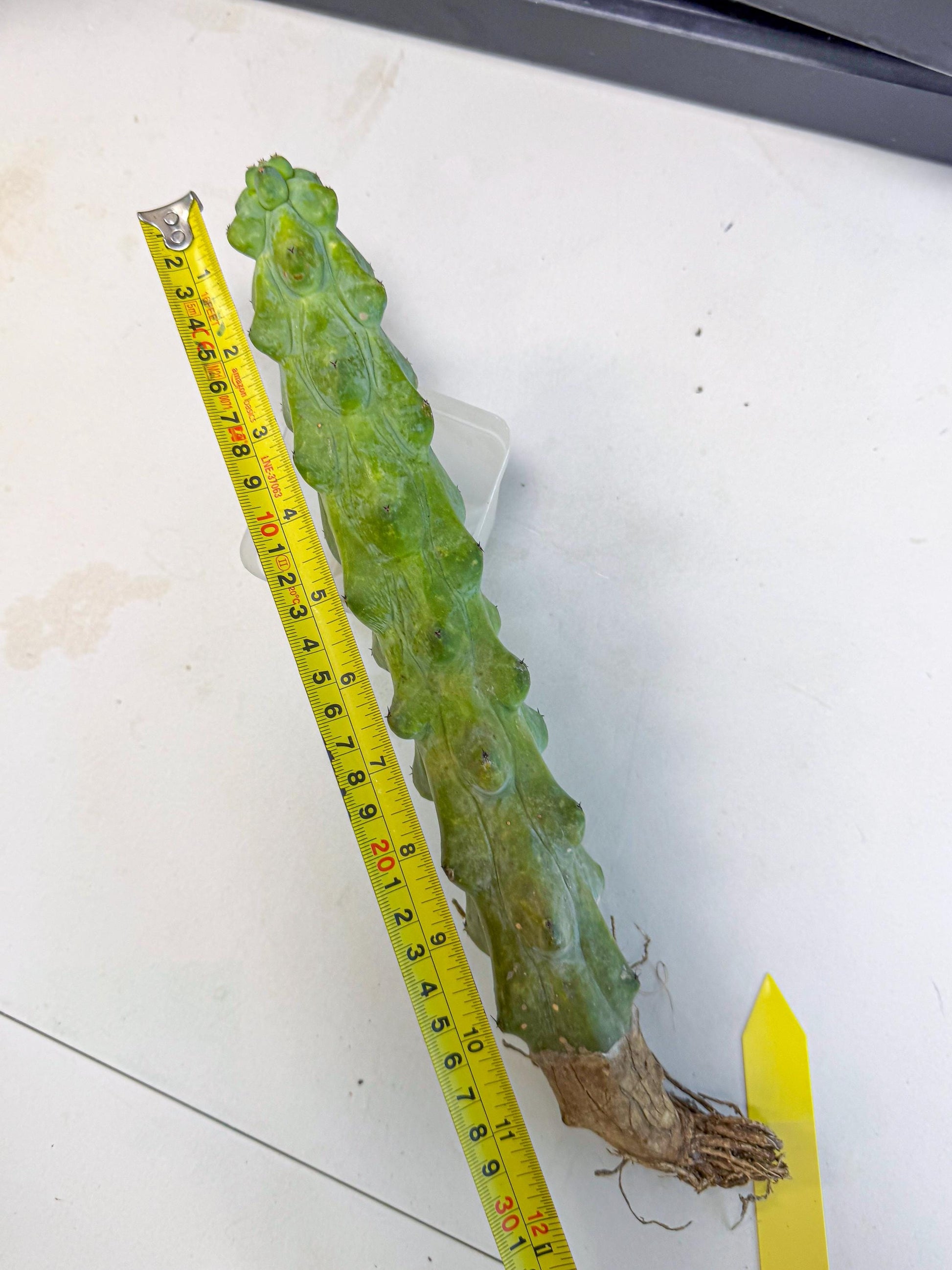 Boobie Cactus (yy) | Myrtillocactus geometrizans
