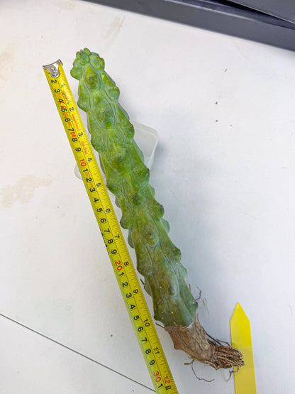 Boobie Cactus (yy) | Myrtillocactus geometrizans