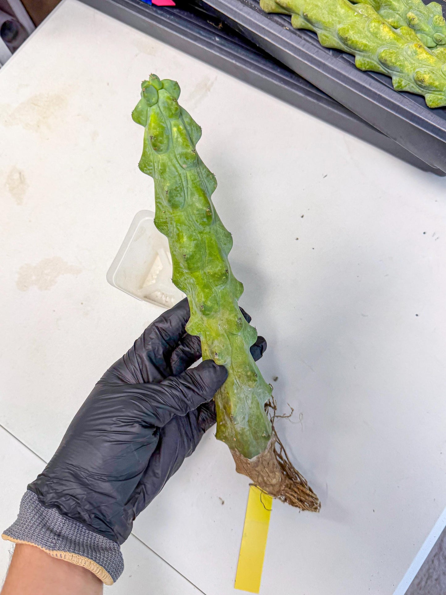 Boobie Cactus (yy) | Myrtillocactus geometrizans