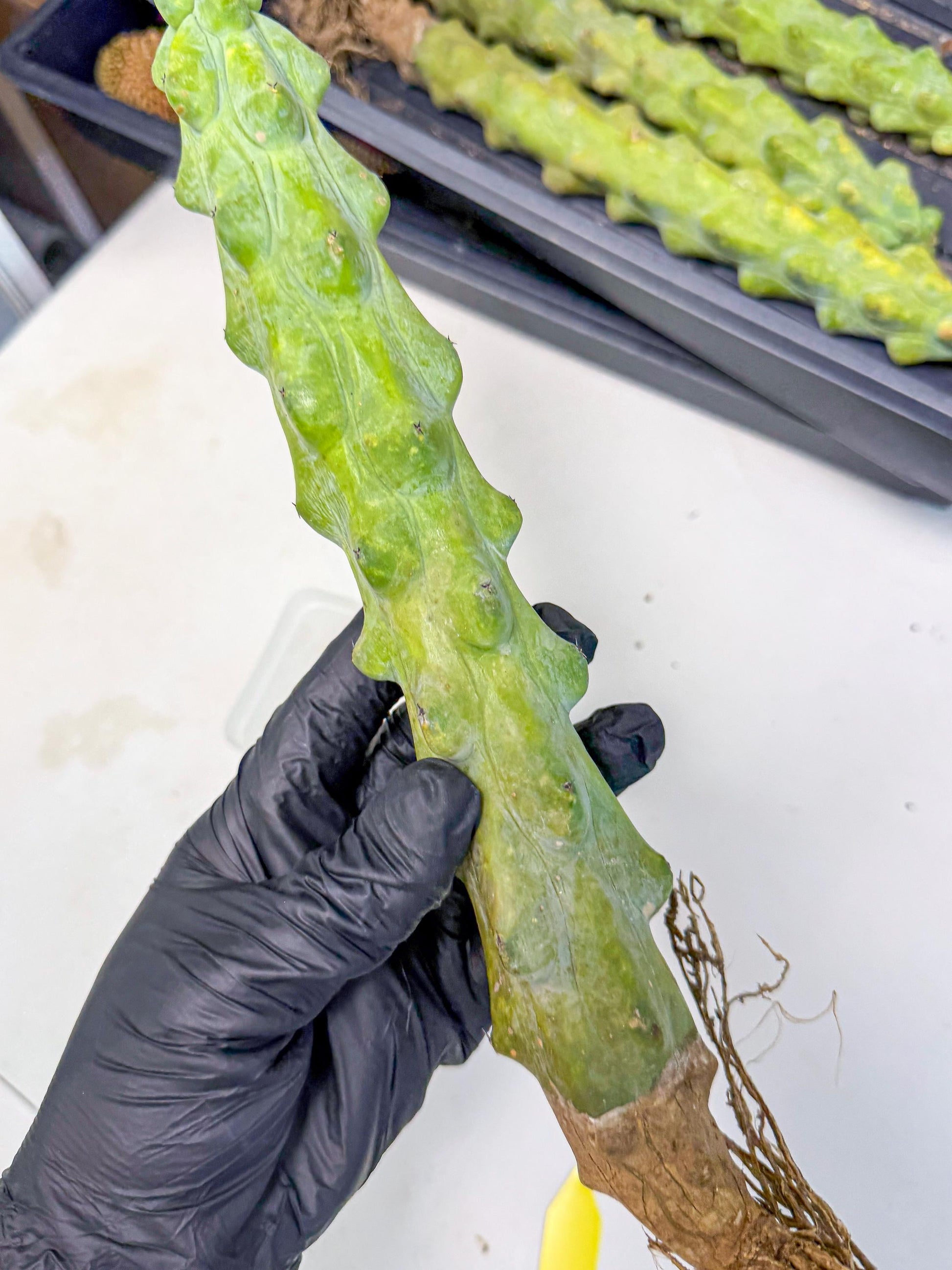 Boobie Cactus (yy) | Myrtillocactus geometrizans
