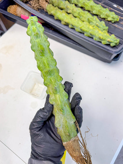 Boobie Cactus (yy) | Myrtillocactus geometrizans