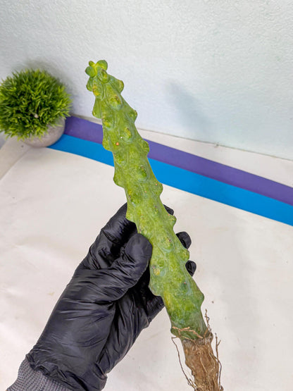 Boobie Cactus (rr) | Myrtillocactus geometrizans