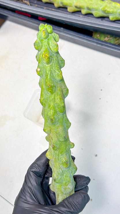 Boobie Cactus (gg) | Myrtillocactus geometrizans