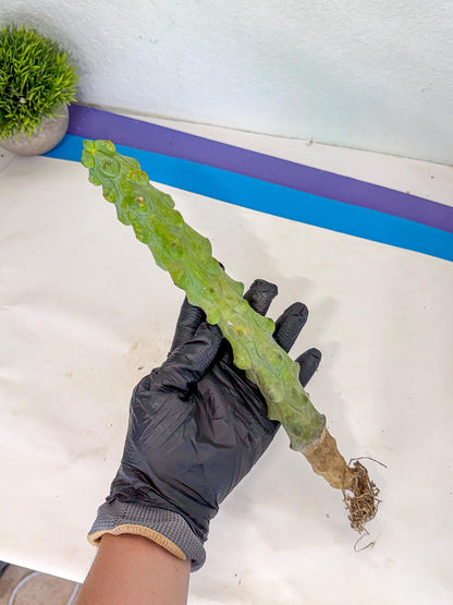 Boobie Cactus (gg) | Myrtillocactus geometrizans