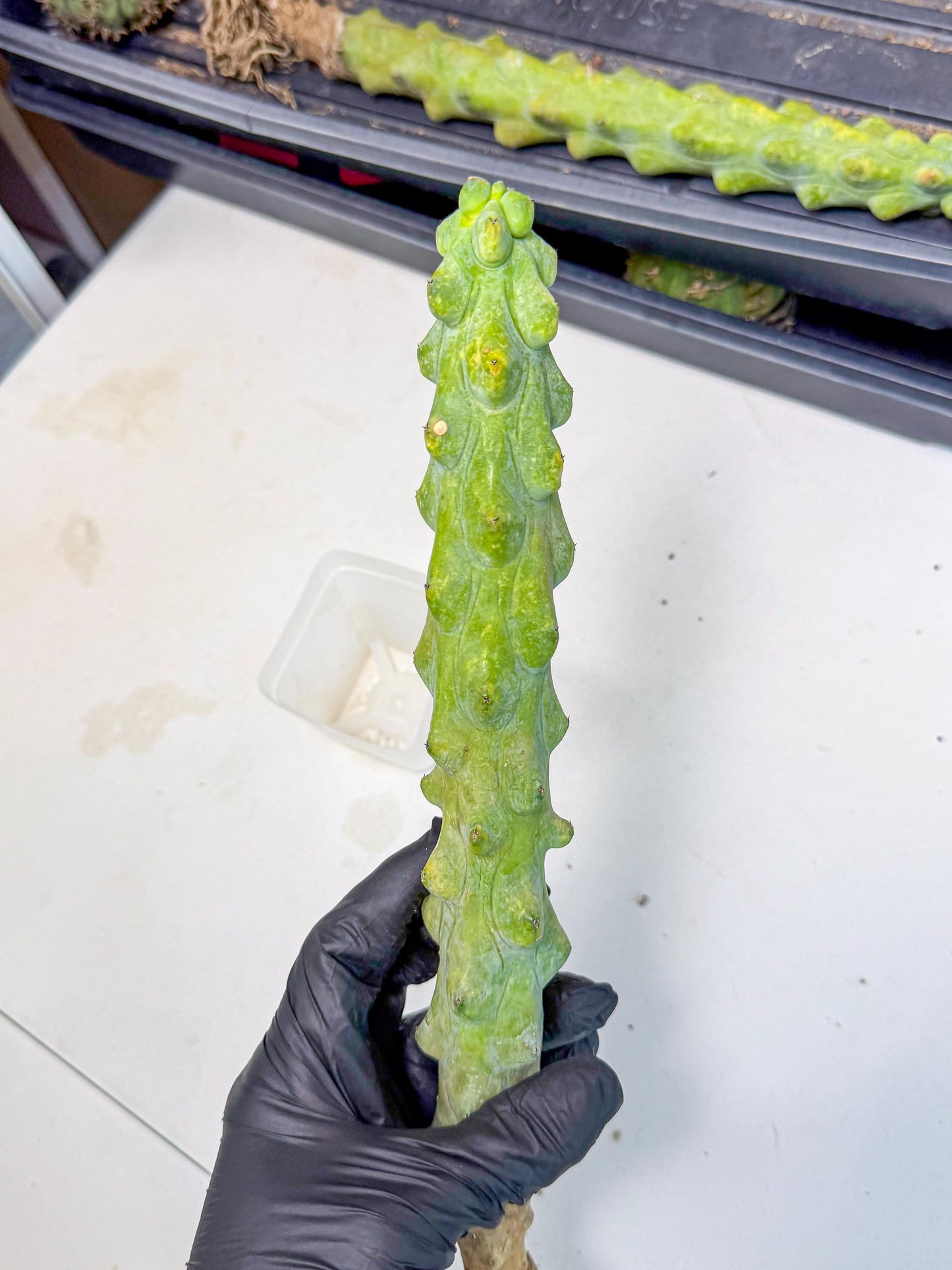 Boobie Cactus (gg) | Myrtillocactus geometrizans