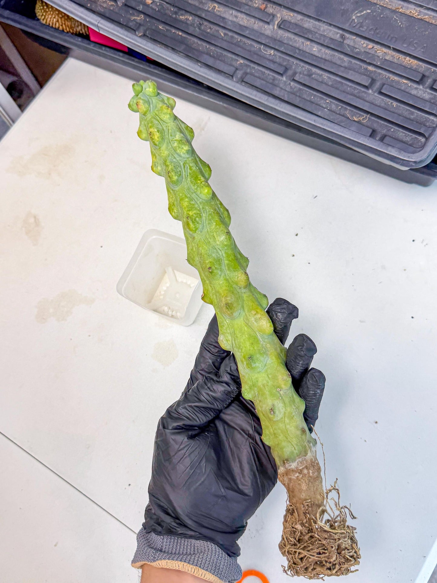Boobie Cactus (oo) | Myrtillocactus geometrizans