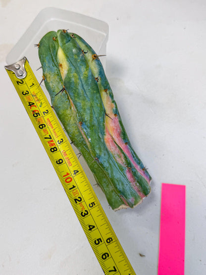 Myrtillocalycium chimera (pp) | Best For Grafted