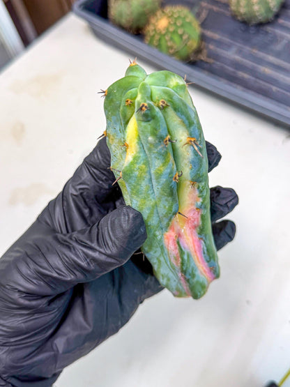 Myrtillocalycium chimera (pp) | Best For Grafted