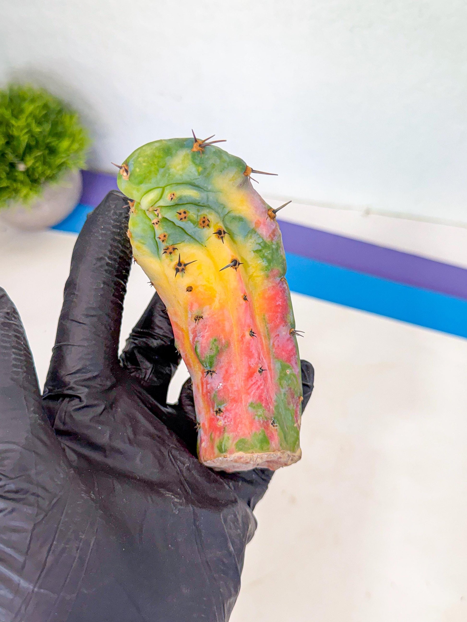 Myrtillocalycium chimera (yy) | Best For Grafted