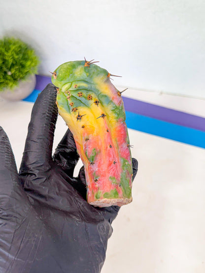 Myrtillocalycium chimera (yy) | Best For Grafted