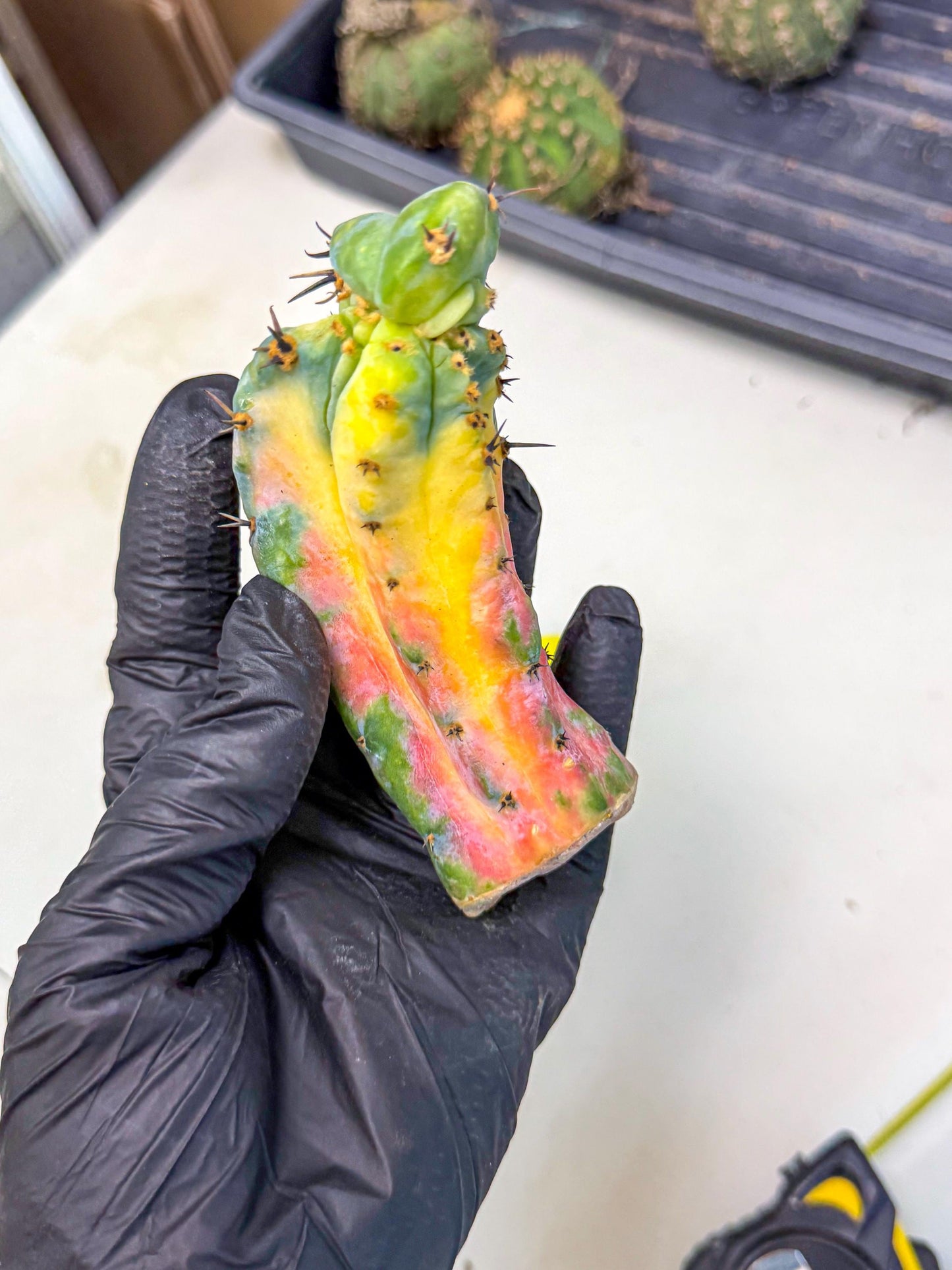 Myrtillocalycium chimera (yy) | Best For Grafted