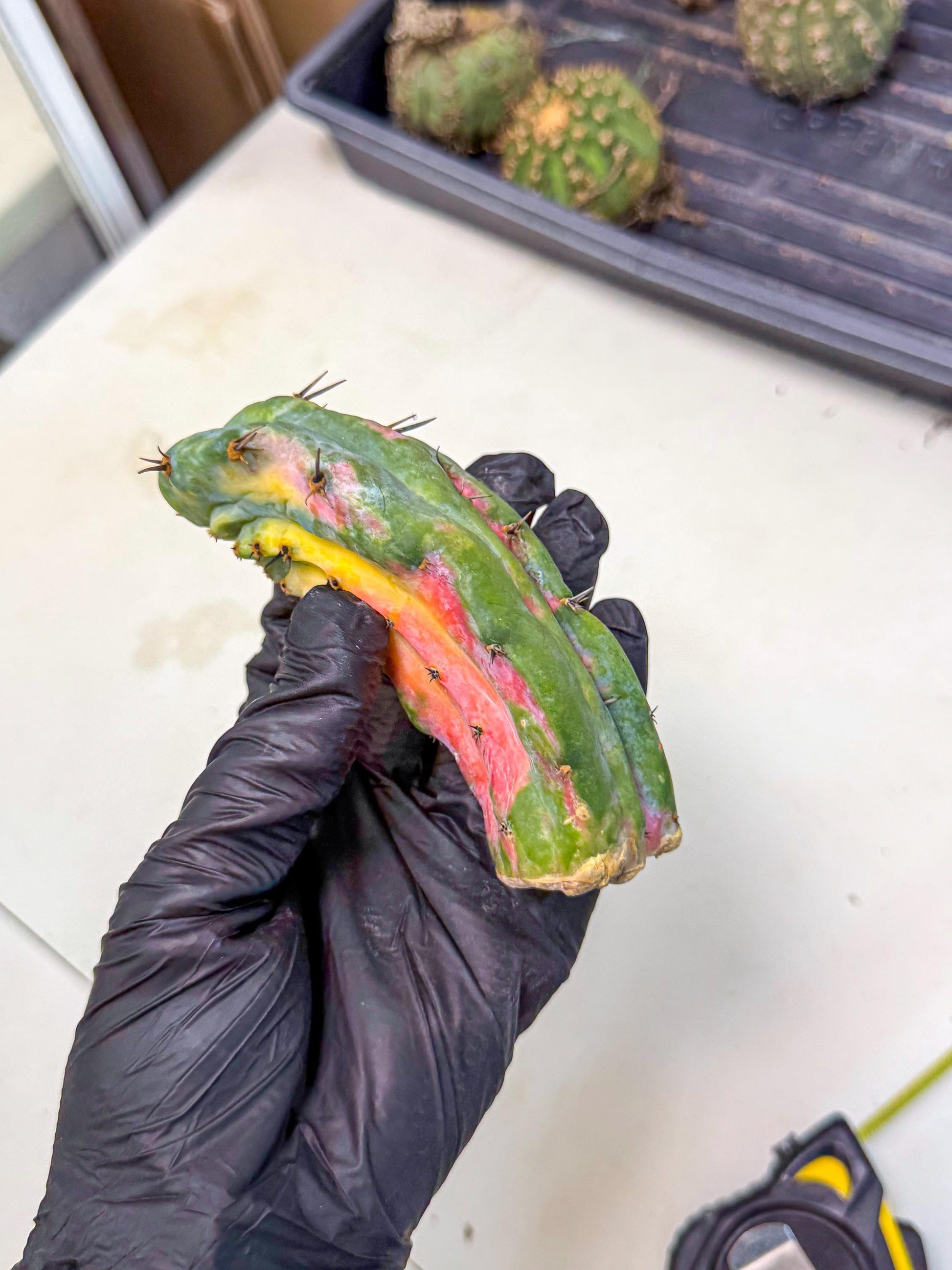 Myrtillocalycium chimera (yy) | Best For Grafted
