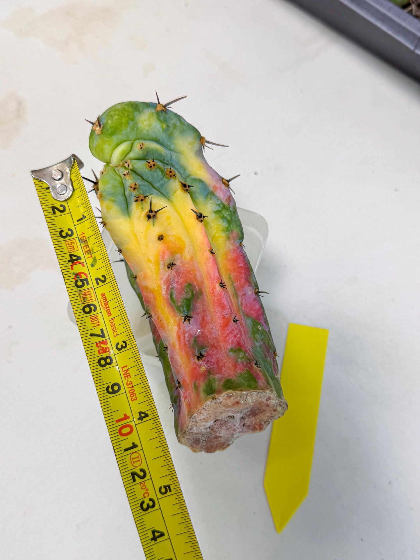 Myrtillocalycium chimera (yy) | Best For Grafted