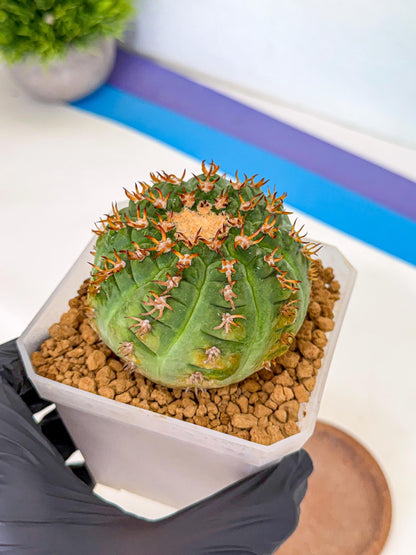 Gymnocalycium spegazzinii v.unguispinum (pp) | Imported Cactus