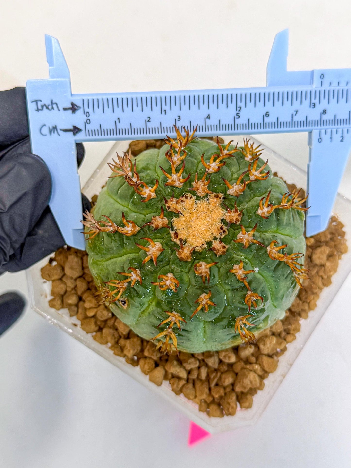 Gymnocalycium spegazzinii v.unguispinum (pp) | Imported Cactus