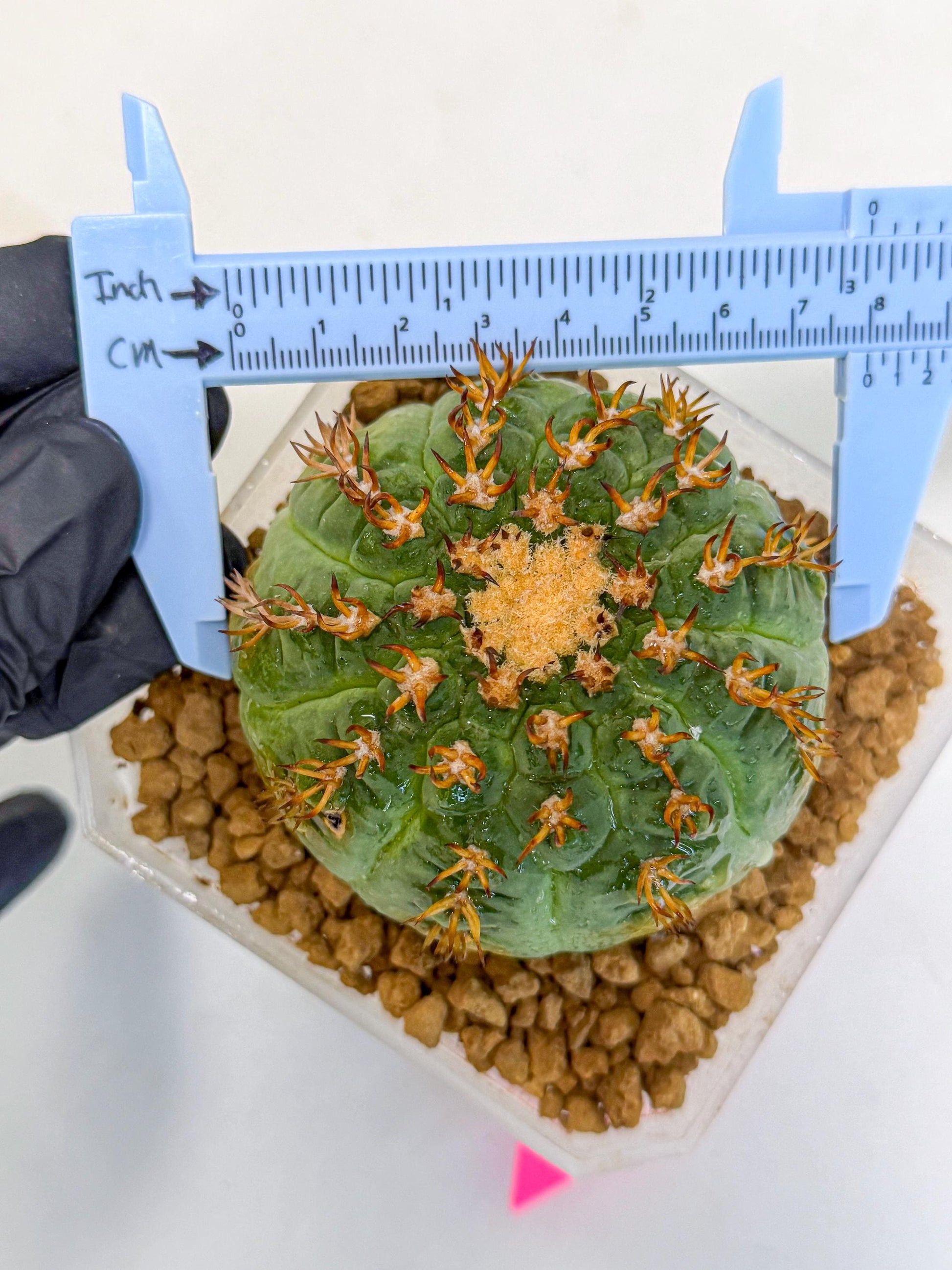 Gymnocalycium spegazzinii v.unguispinum (pp) | Imported Cactus