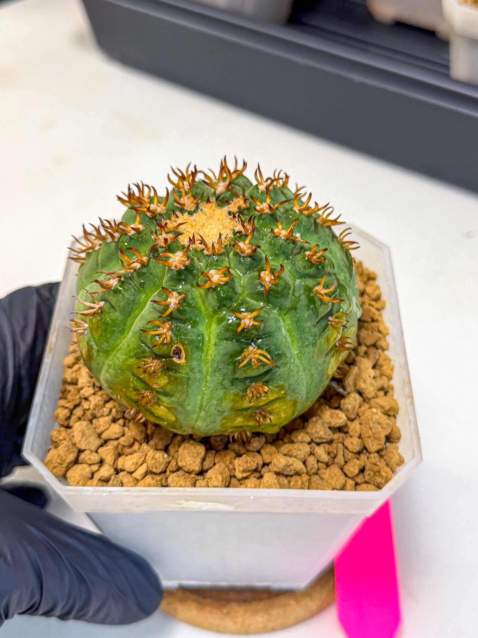 Gymnocalycium spegazzinii v.unguispinum (pp) | Imported Cactus