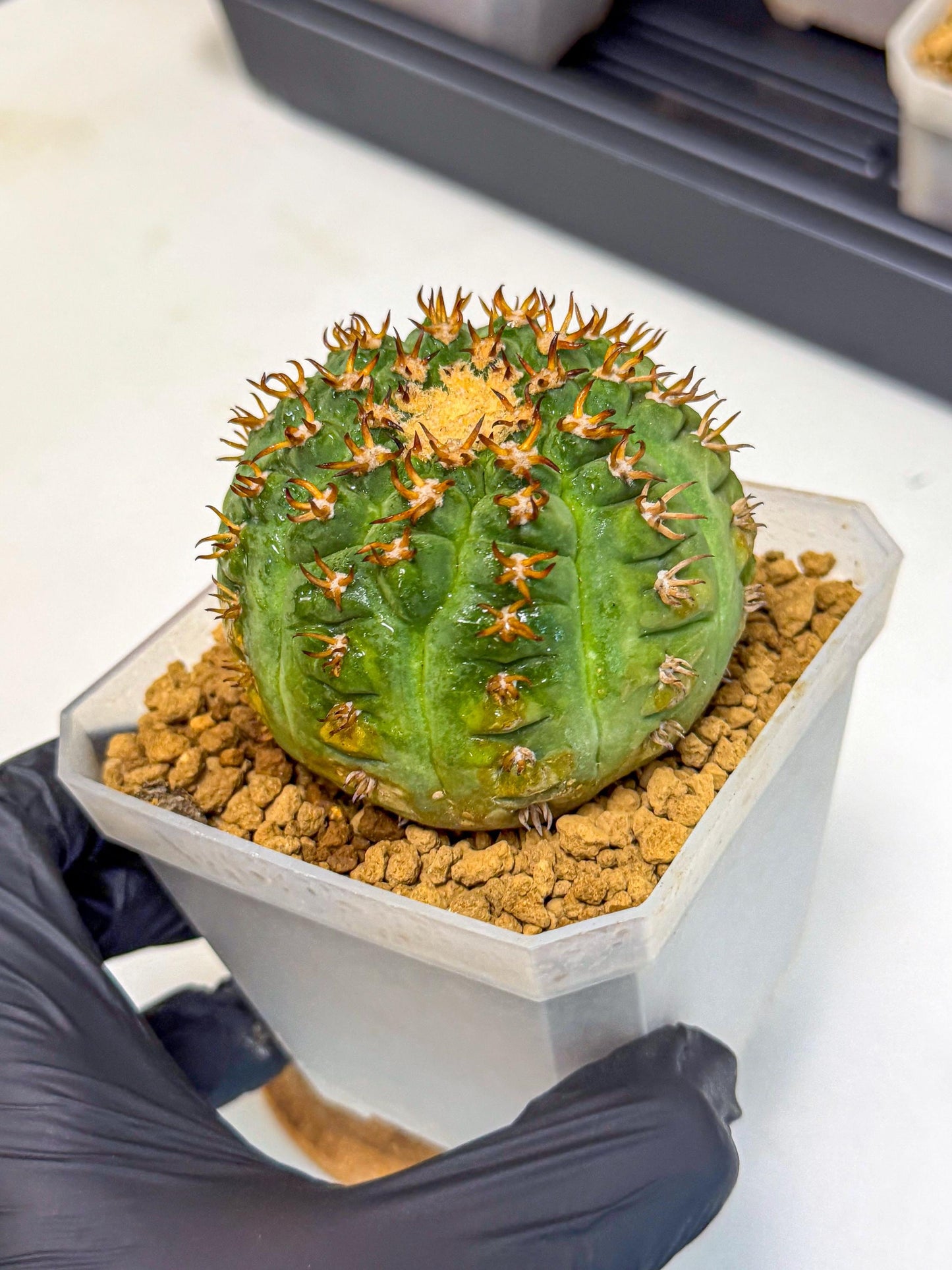 Gymnocalycium spegazzinii v.unguispinum (pp) | Imported Cactus