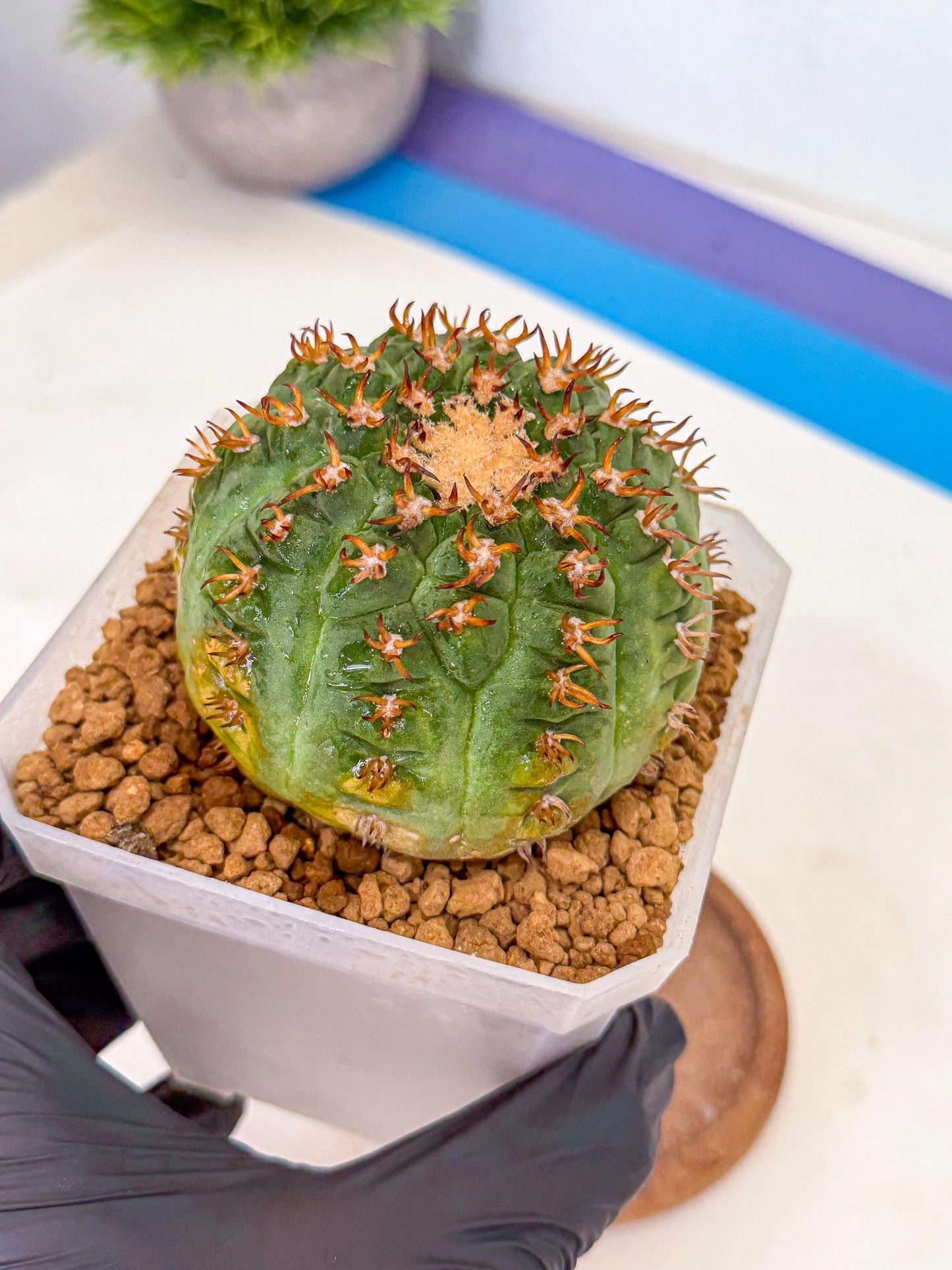 Gymnocalycium spegazzinii v.unguispinum (pp) | Imported Cactus