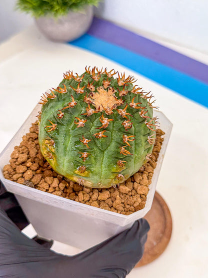 Gymnocalycium spegazzinii v.unguispinum (pp) | Imported Cactus