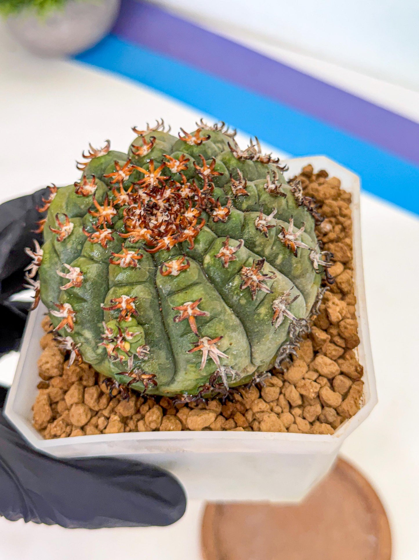 Gymnocalycium spegazzinii v.unguispinum (yy) | Imported Cactus