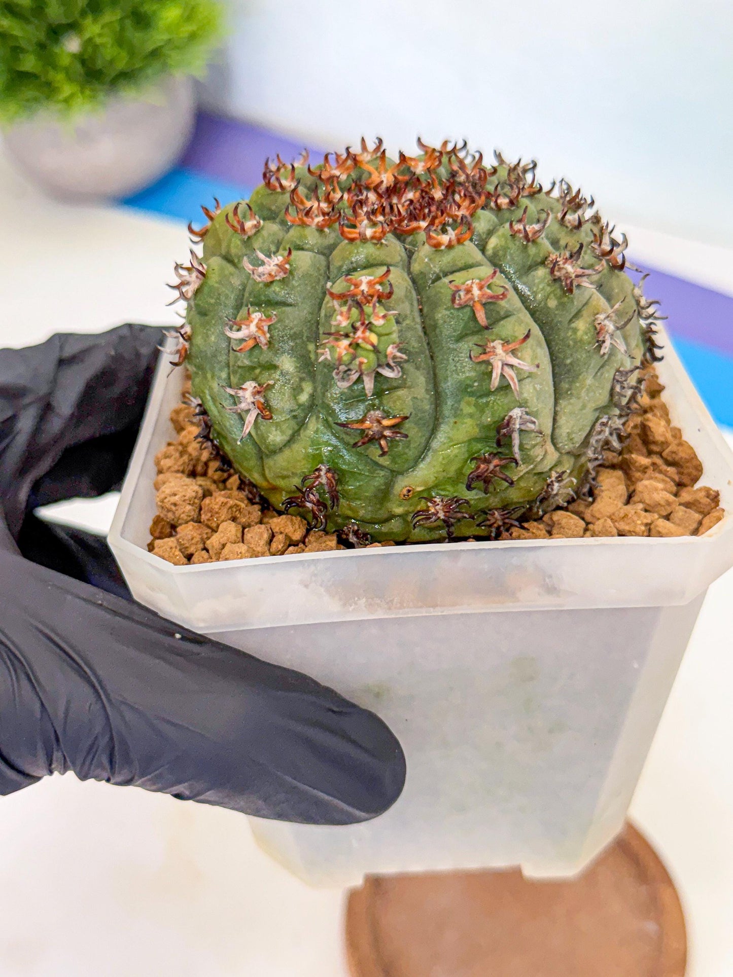 Gymnocalycium spegazzinii v.unguispinum (yy) | Imported Cactus