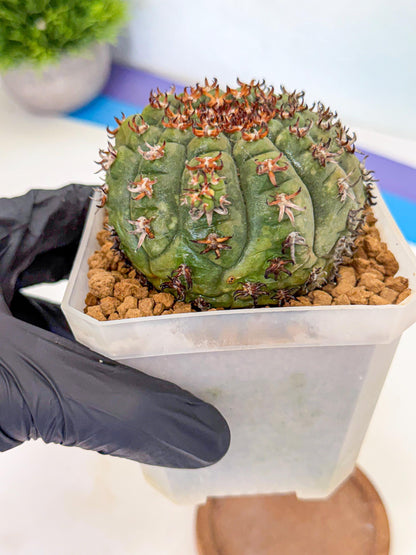 Gymnocalycium spegazzinii v.unguispinum (yy) | Imported Cactus