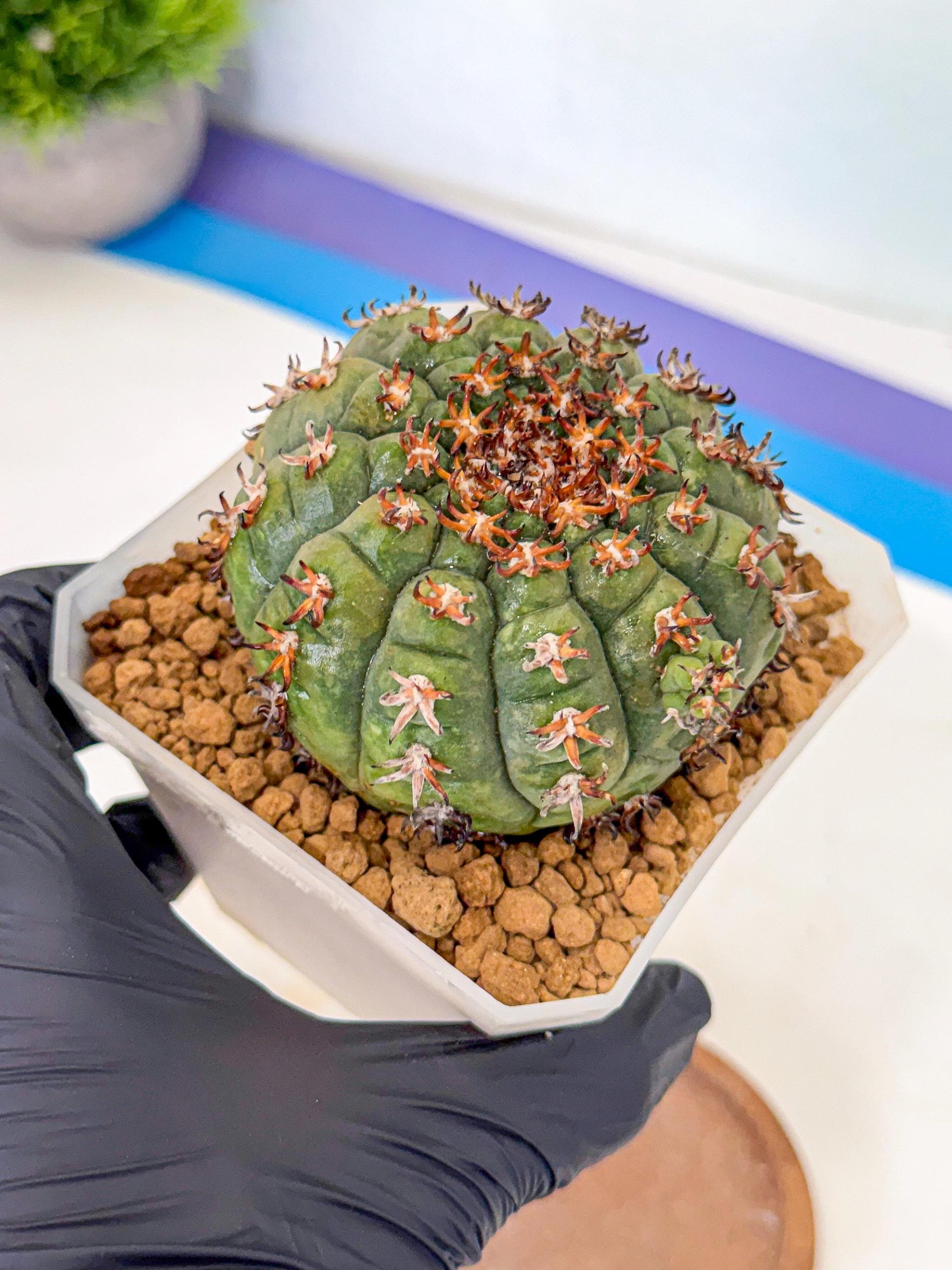 Gymnocalycium spegazzinii v.unguispinum (yy) | Imported Cactus