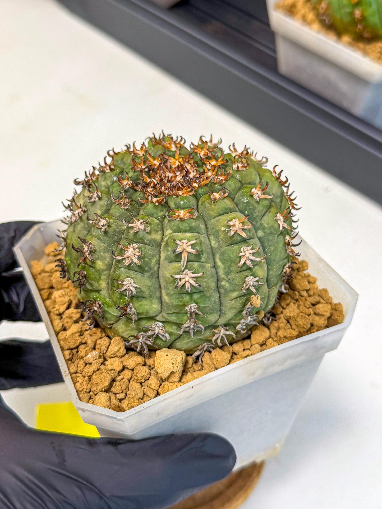 Gymnocalycium spegazzinii v.unguispinum (yy) | Imported Cactus