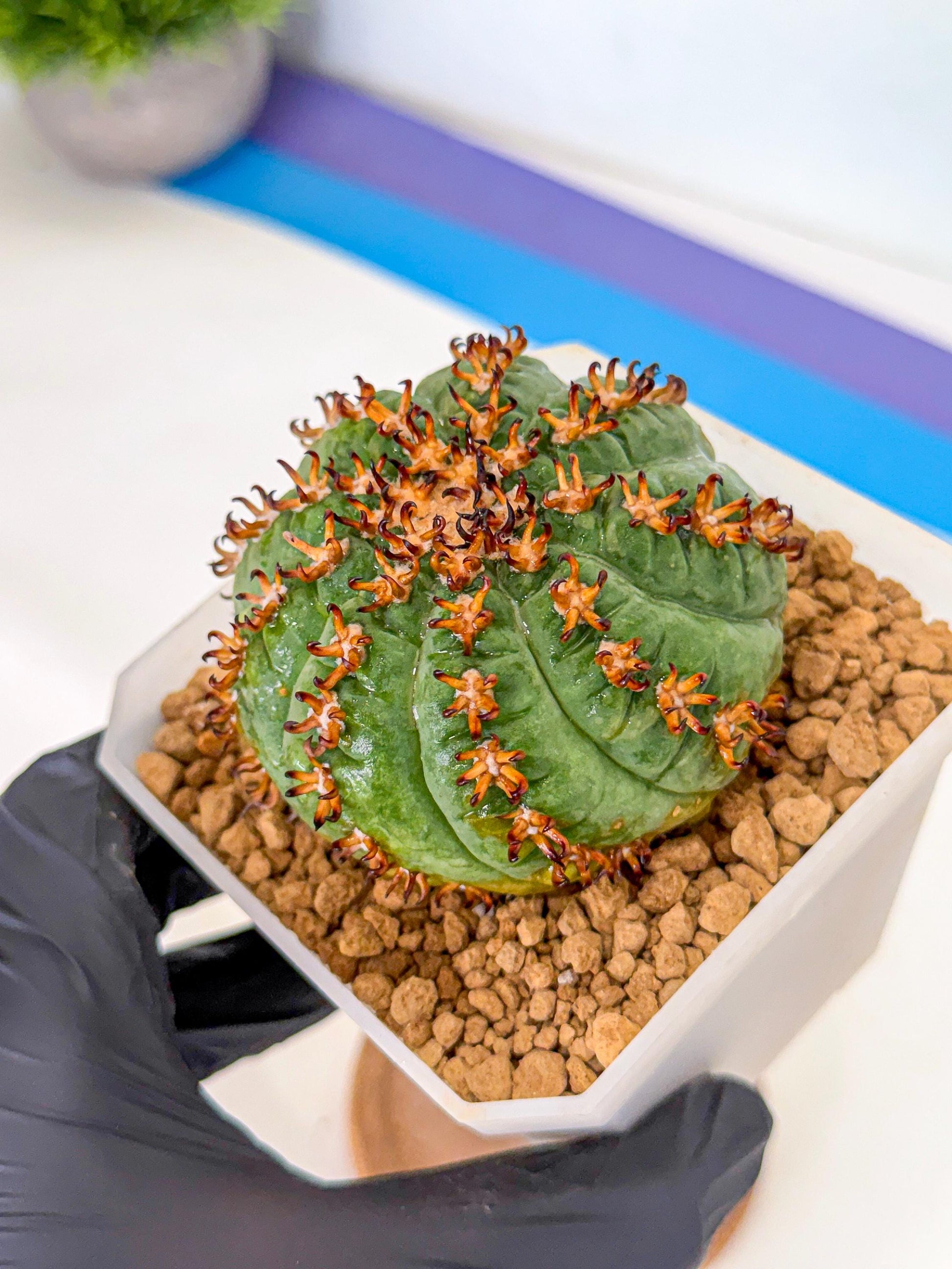 Gymnocalycium spegazzinii v.unguispinum (Bb) | Imported Cactus