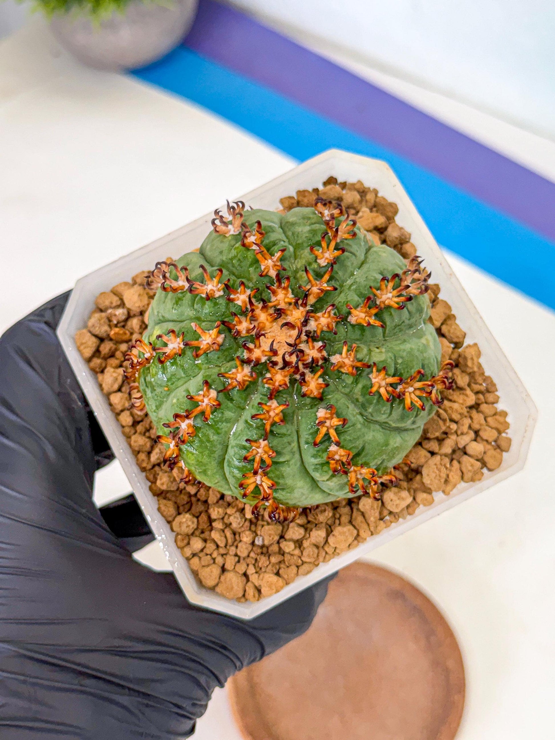 Gymnocalycium spegazzinii v.unguispinum (Bb) | Imported Cactus