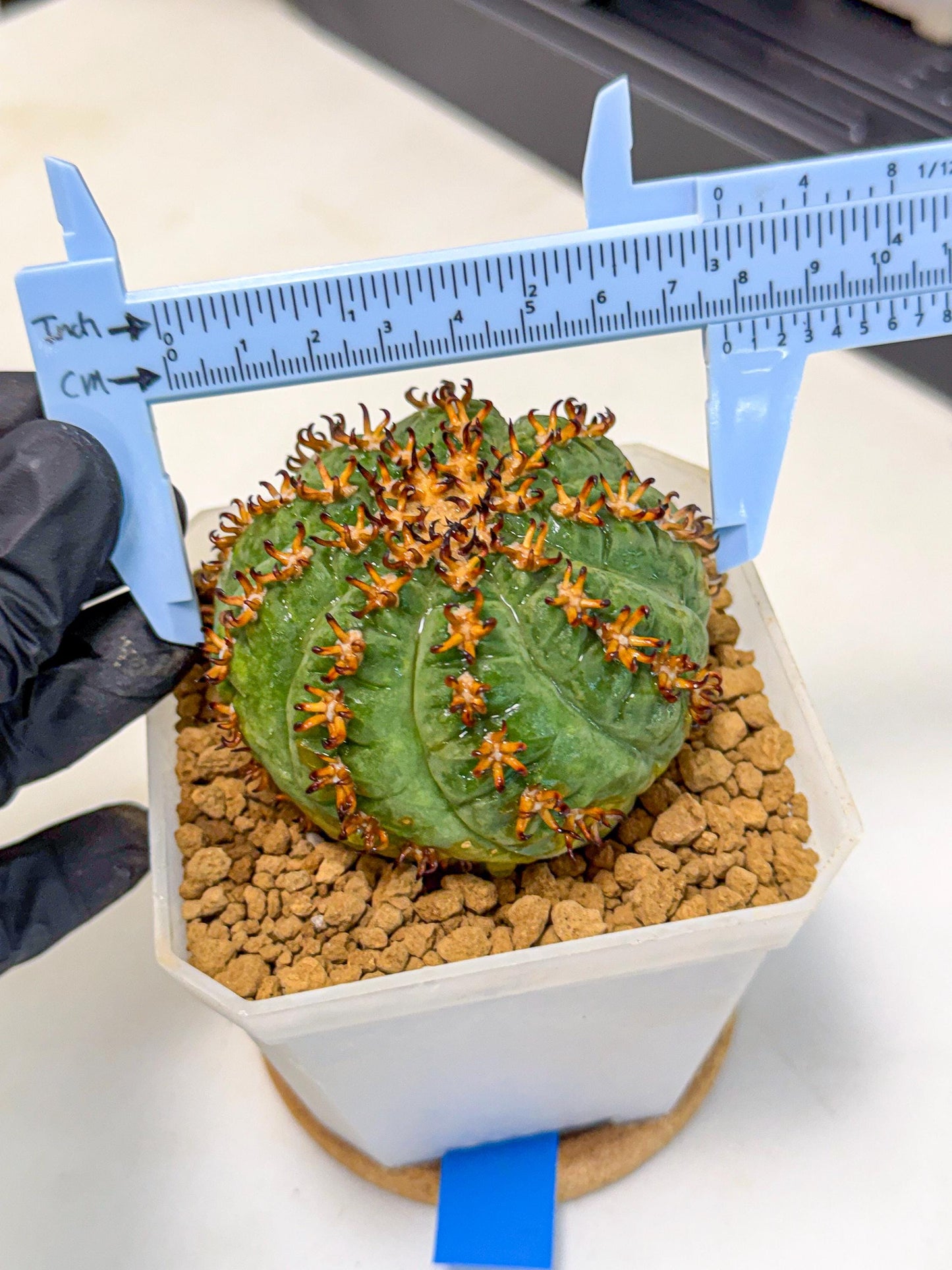Gymnocalycium spegazzinii v.unguispinum (Bb) | Imported Cactus