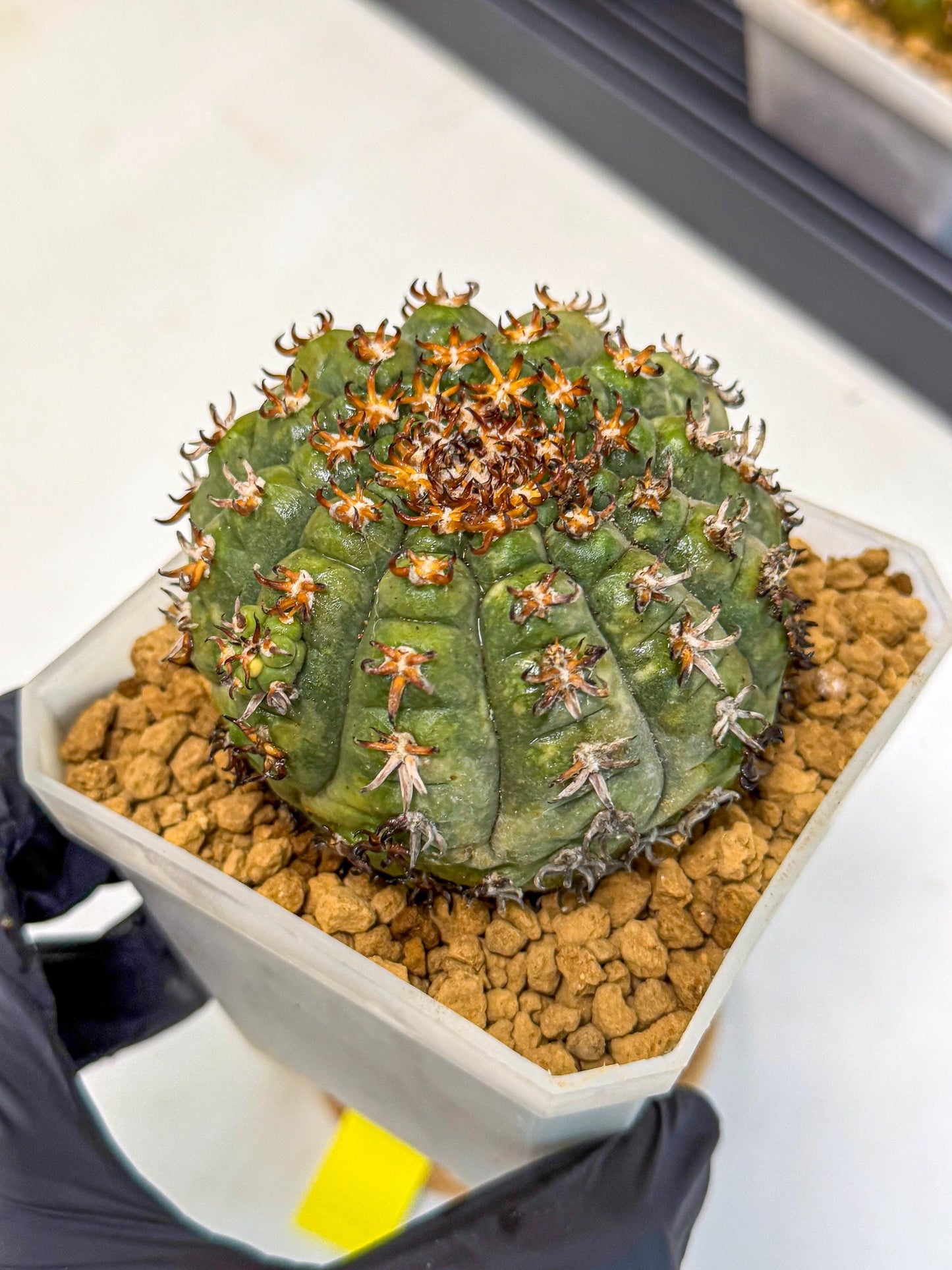 Gymnocalycium spegazzinii v.unguispinum (yy) | Imported Cactus