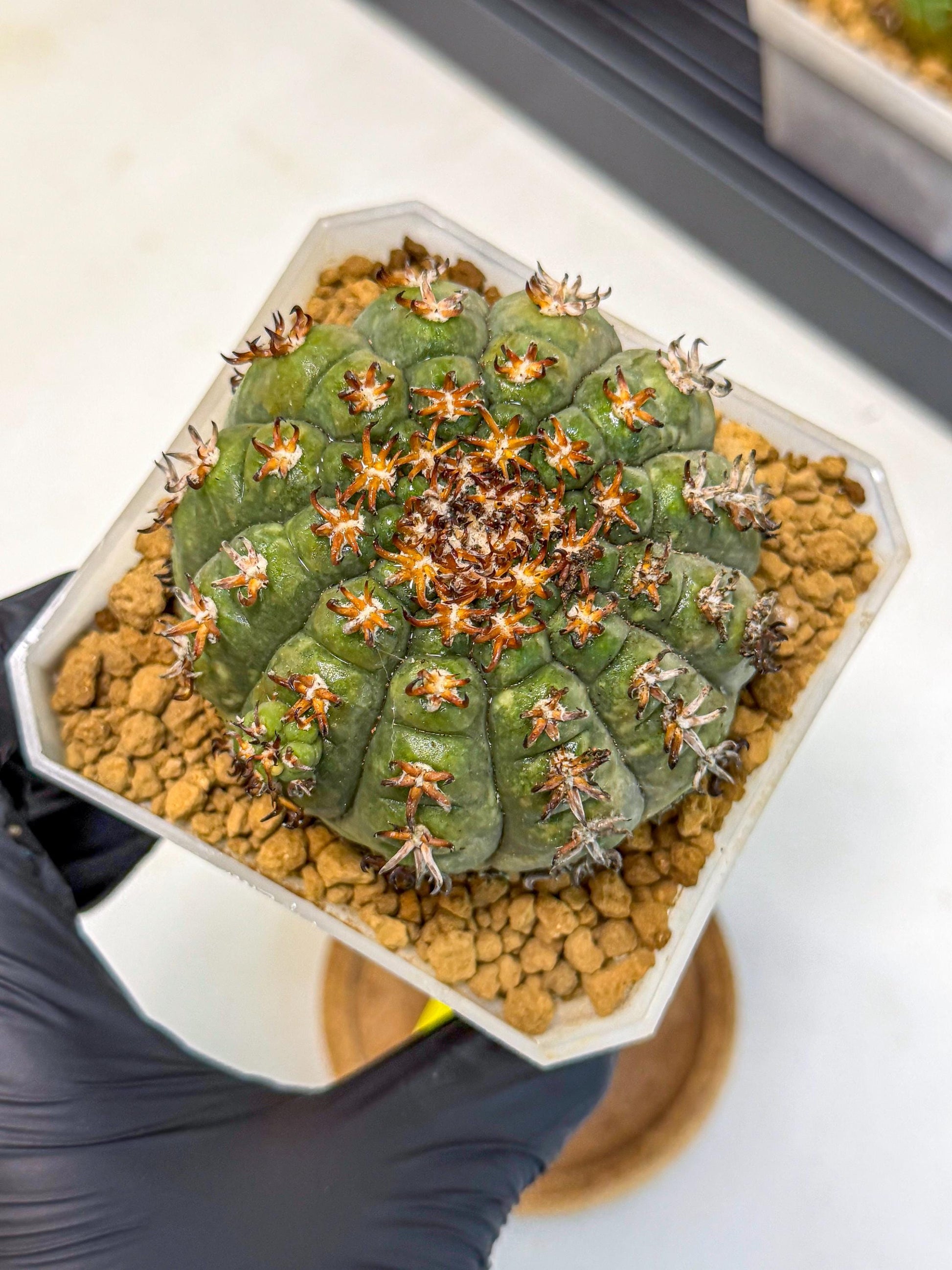 Gymnocalycium spegazzinii v.unguispinum (yy) | Imported Cactus