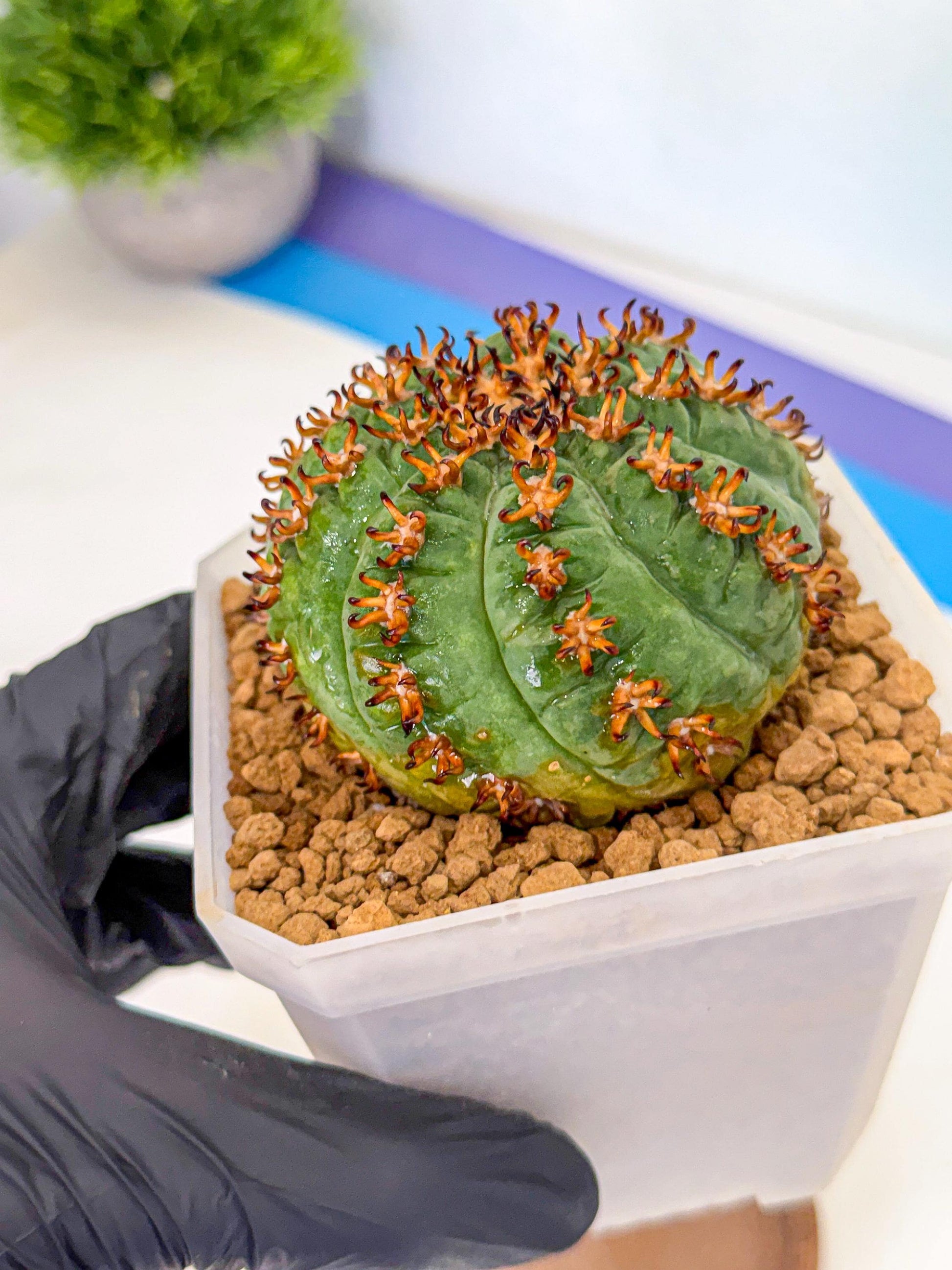 Gymnocalycium spegazzinii v.unguispinum (Bb) | Imported Cactus