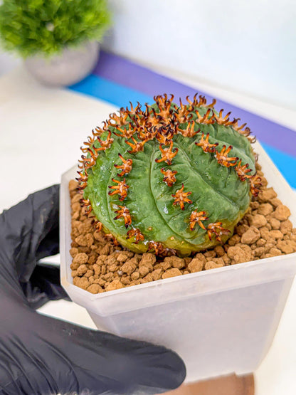 Gymnocalycium spegazzinii v.unguispinum (Bb) | Imported Cactus