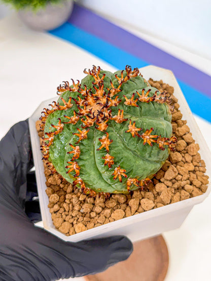 Gymnocalycium spegazzinii v.unguispinum (Bb) | Imported Cactus