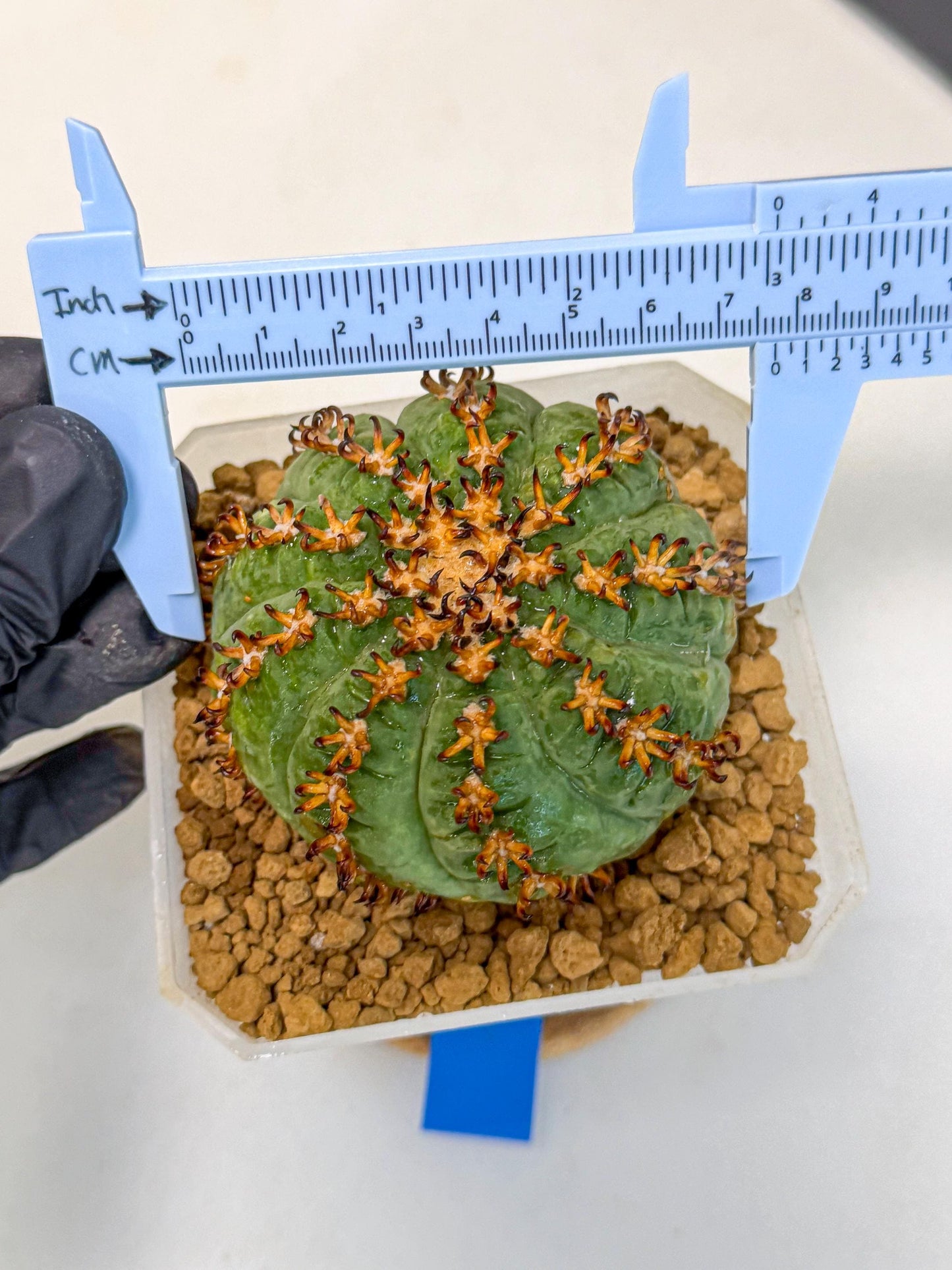 Gymnocalycium spegazzinii v.unguispinum (Bb) | Imported Cactus