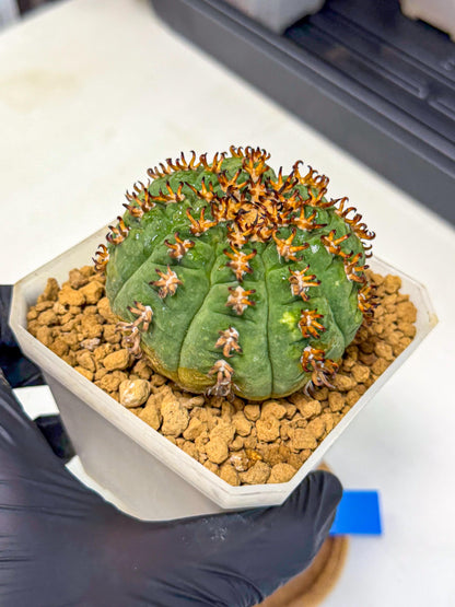 Gymnocalycium spegazzinii v.unguispinum (Bb) | Imported Cactus