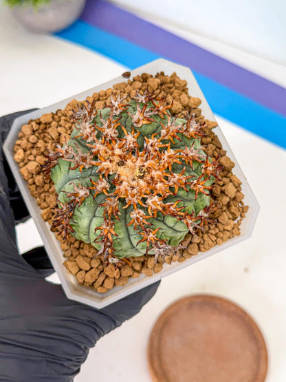 Gymnocalycium spegazzinii v.unguispinum (rr) | Imported Cactus