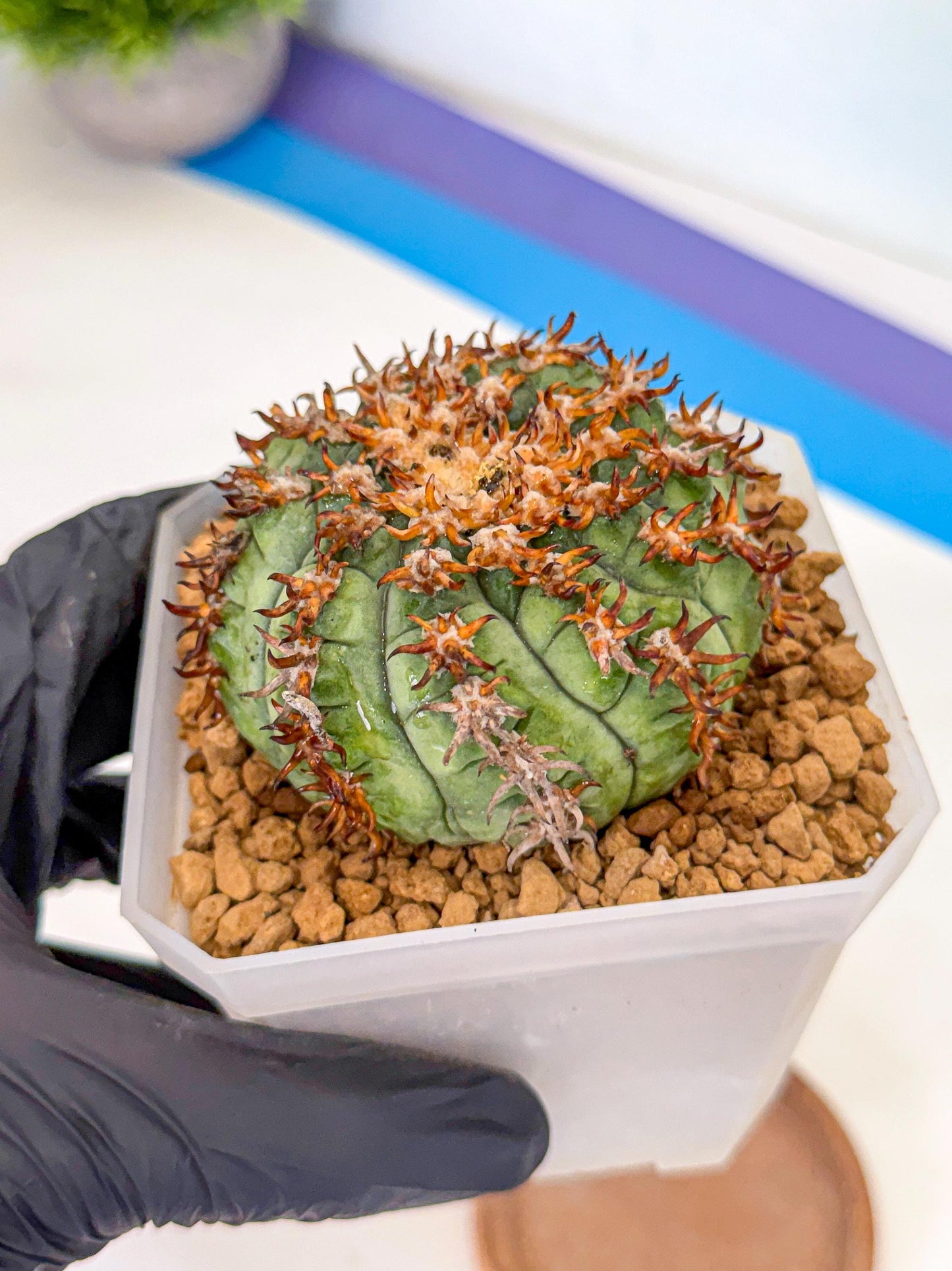 Gymnocalycium spegazzinii v.unguispinum (rr) | Imported Cactus