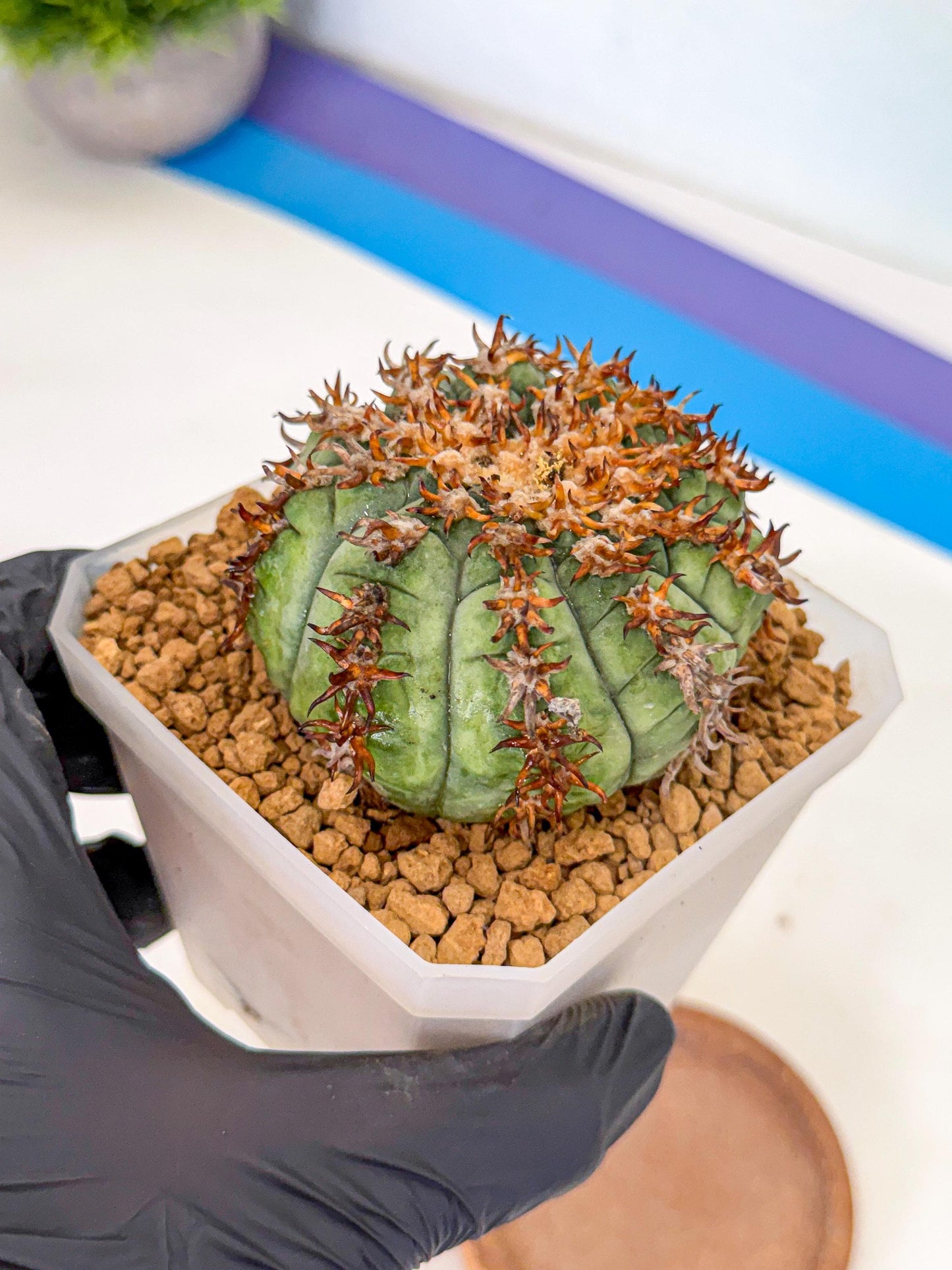 Gymnocalycium spegazzinii v.unguispinum (rr) | Imported Cactus